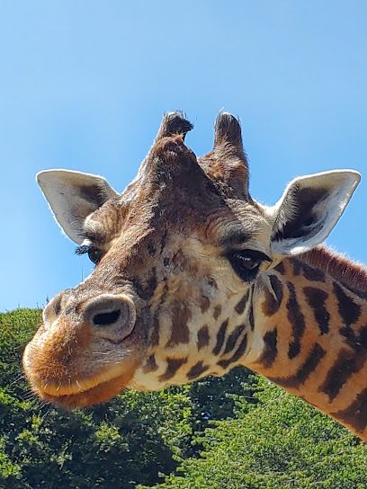 Activité : Micro Zoo Saint-Malo