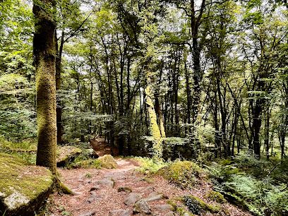 Activité : Forêt de Sainte Barbe