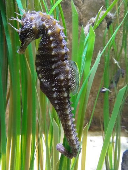 Photo : L'Aquashow