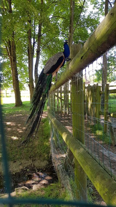 Activité : Little parc
