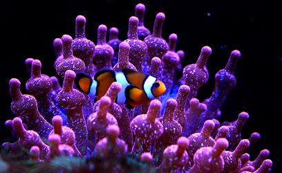 Activité : Aquarium de Lyon