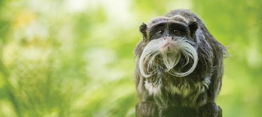 Activité : Zoo de Jersey