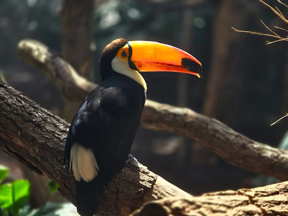 Photo : Parc Zoologique de Paris