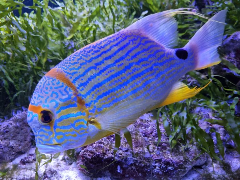 Activité : Aquarium d'Amnéville