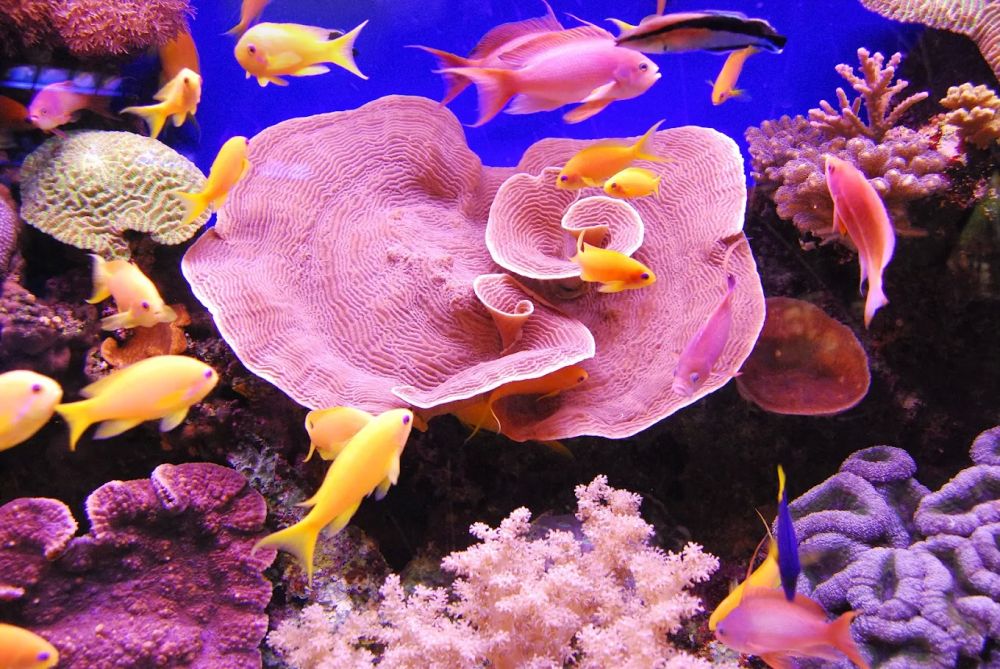 Activité : Oniria - Aquarium Canet-en-Roussillon