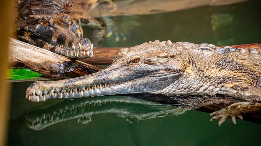 Activité : La Ferme aux Crocodiles - Réserve Tropicale