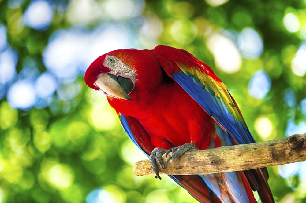 Photo : Parrot World - Le parc animalier immersif