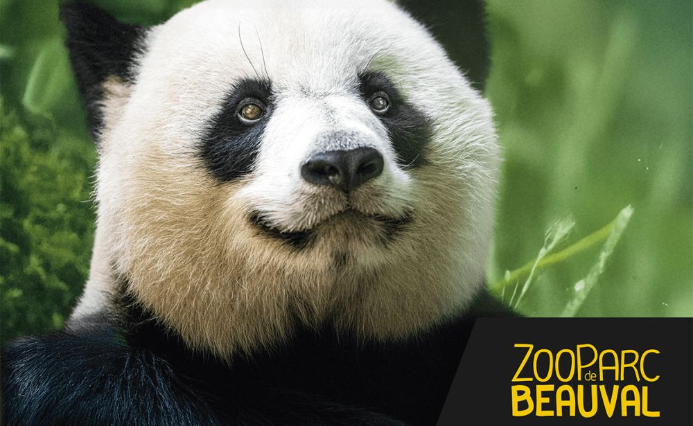 Activité : ZooParc de Beauval