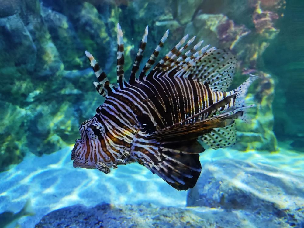 Photo : Seaquarium du Grau-du-Roi