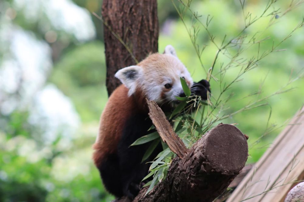 Photo : La Ménagerie, le zoo du Jardin des Plantes