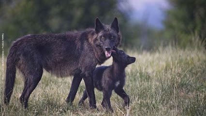 Activité : Parc Animalier des Monts de Guéret Les Loups de Chabrières