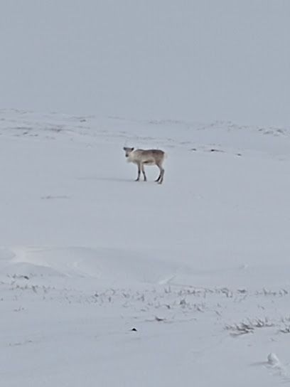 Photo : Animals in the wild