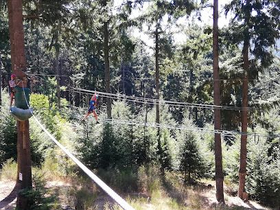 Activité : Au Fil des Arbres