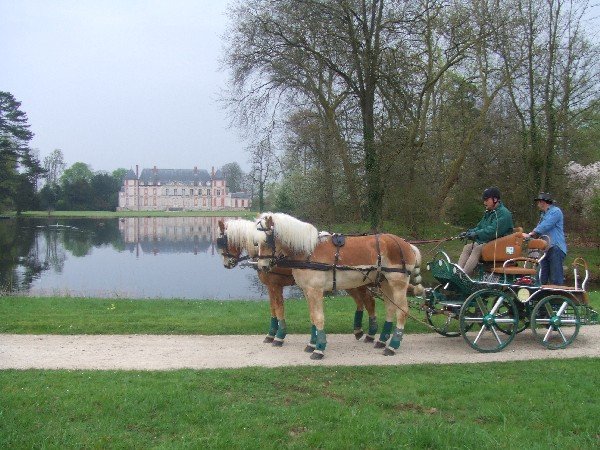 Activité : initiation à l'attelage avec 2 chevaux et promenade à travers la Brie