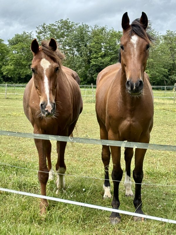 Activité : Balade (poney ou cheval)
