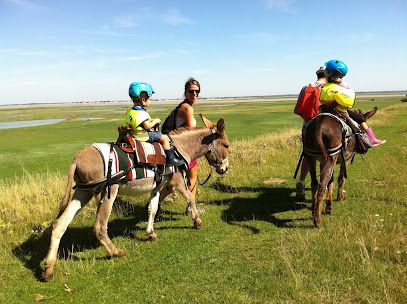 Activité : Escap'Ânes en Baie de Somme : Sorties Nature (Phoques/Oiseaux, Traversée)/Rando'Ânes/Location d'Ânes/Scolaires/Évènementiels