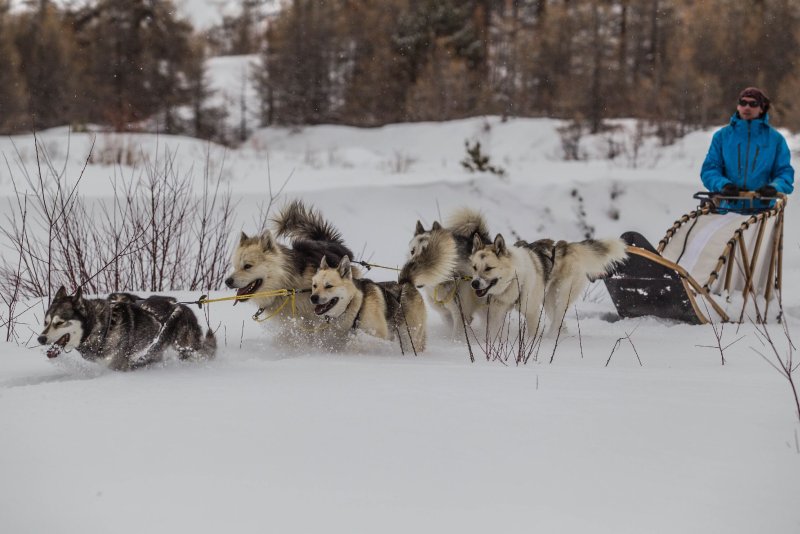 Activité : TRAÎNEAU A CHIENS
