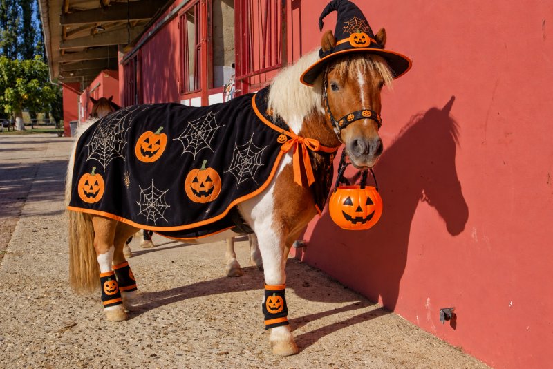 Photo : Baby poney