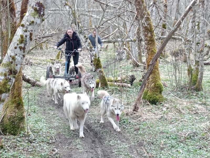 Photo : Conduite d'attelage de chiens de traîneaux (été/hiver)