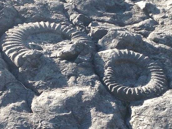 Photo de Dalle aux Ammonites de Digne Les Bains