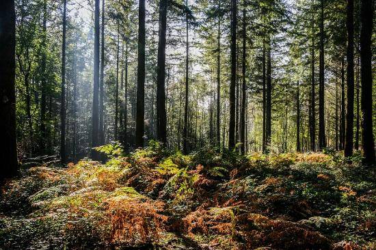 Photo de Brocéliande