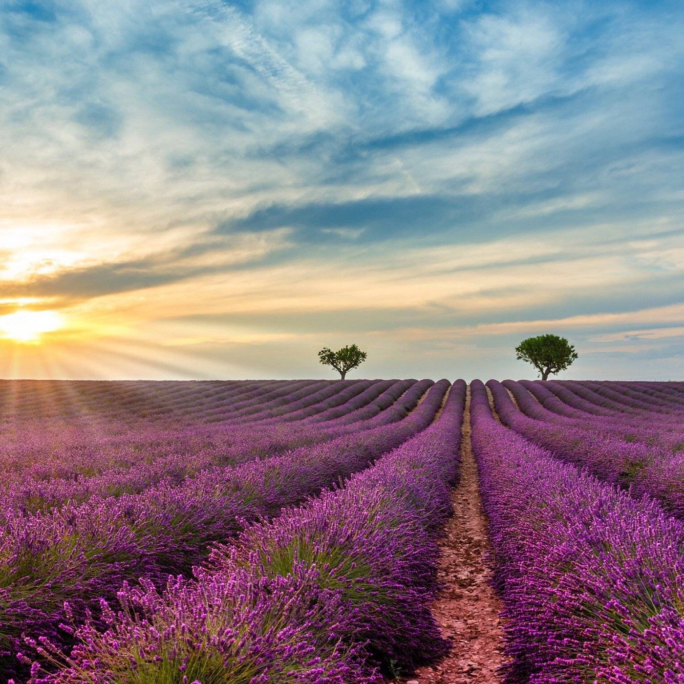 Photo de Plateau de Valensole