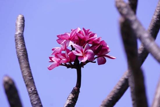 Photo de Domaine Du Cafe Grille