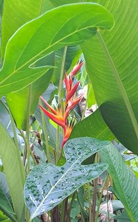 Photo de Jardin des Parfums et des Epices