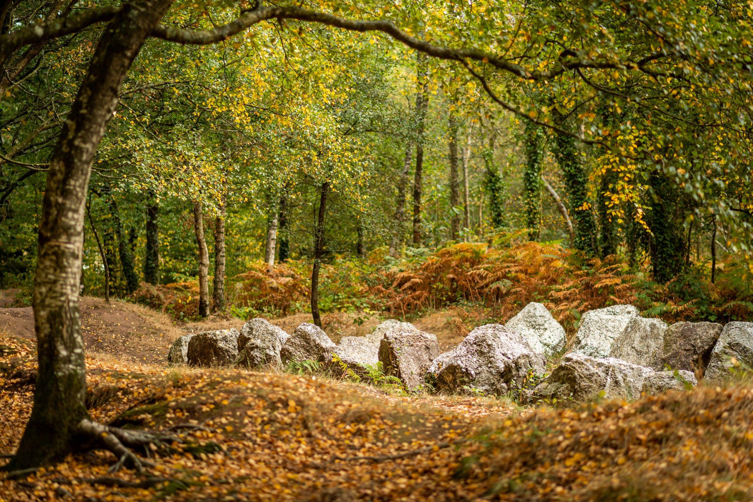 Photo de Forêt de brocéliande