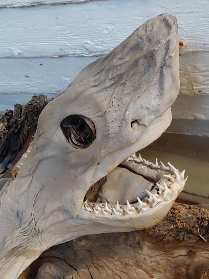 Photo : Bjarnarhöfn Shark Museum