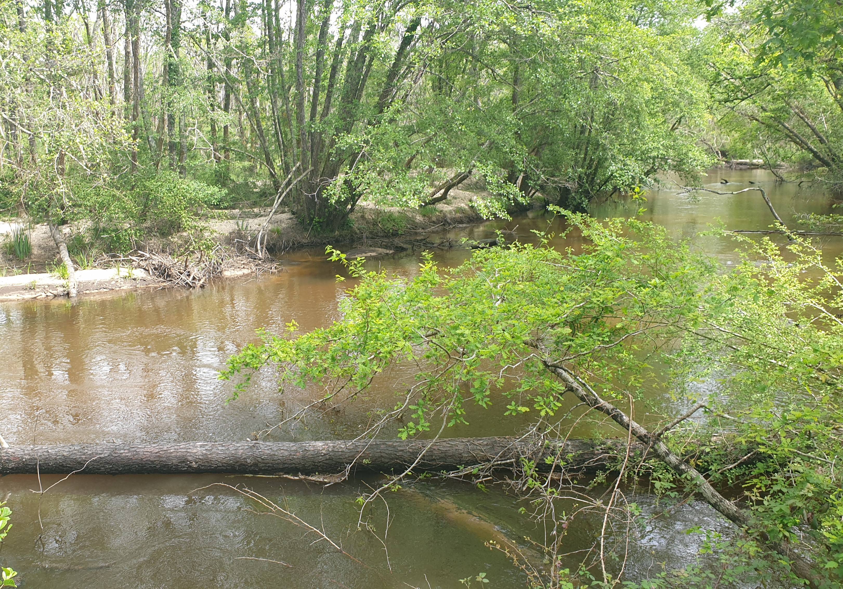 Photo de Le belvedère du Ciron