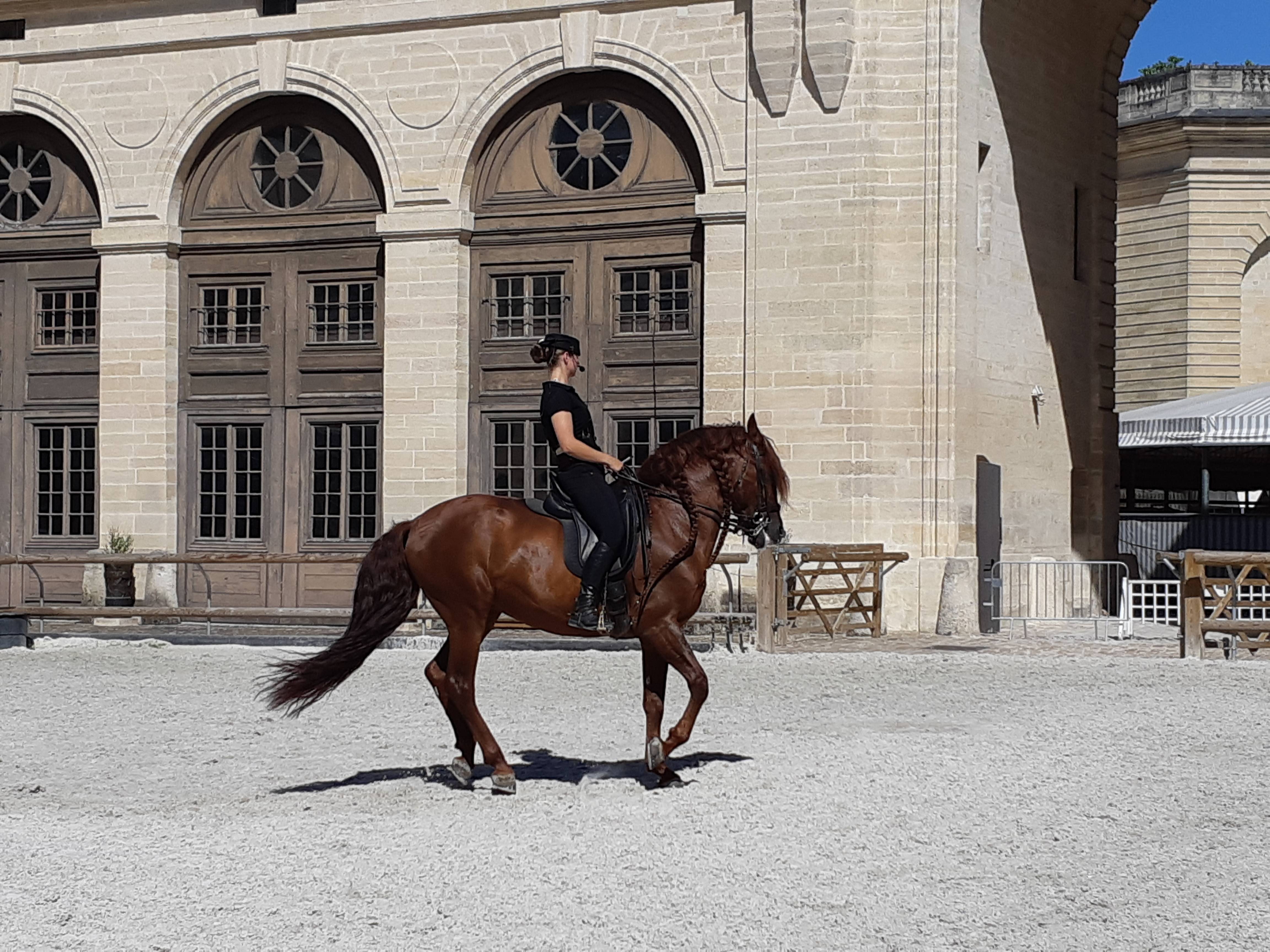 Photo de Musée vivant du Cheval - Grandes Ecuries du Château de Chantilly