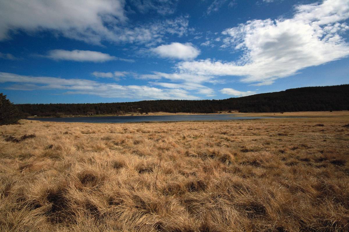 Photo de TOURBIERE DE BARRADON