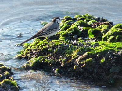 Photo : Plage de Calieu