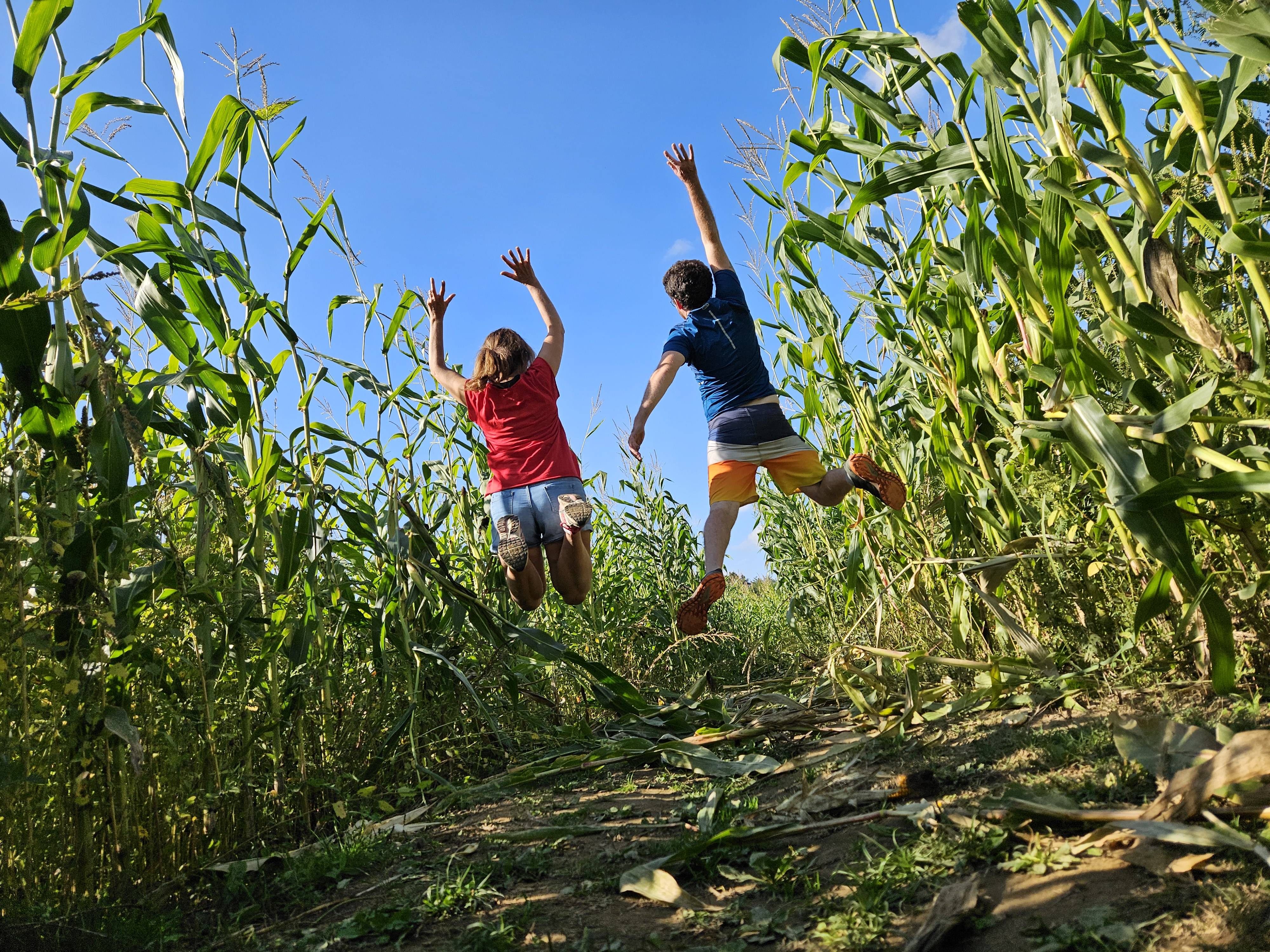 Photo de Labyrinthe de maïs