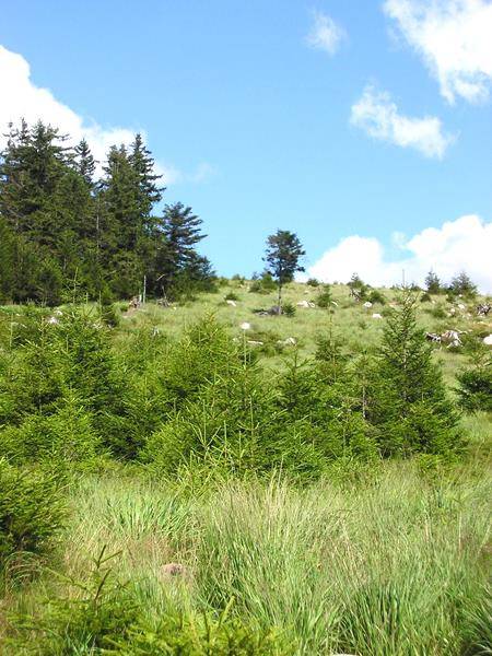 Randonnée : Circuit pédestre - Les Chenaux