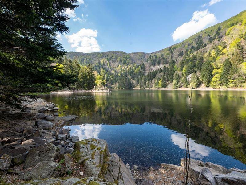 Randonnée : Parcours Trail : Le Gaschney - Circuit des Marcaires