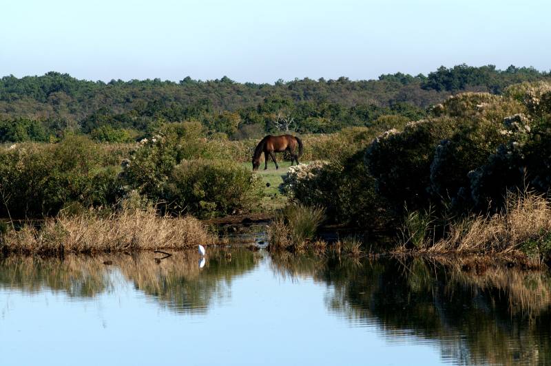 Randonnée : Sortie de L'Eyre vers le Delta au Teich
