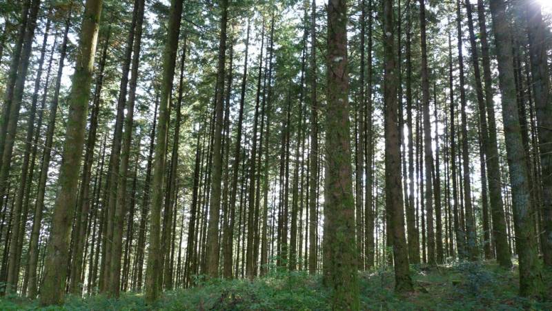 Randonnée : De feuilles en aiguilles (variante de 11 km)