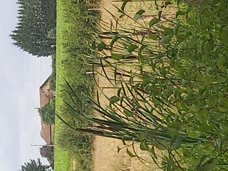 Randonnée : Balade à roulettes - Lac de la Prade - Impraticable