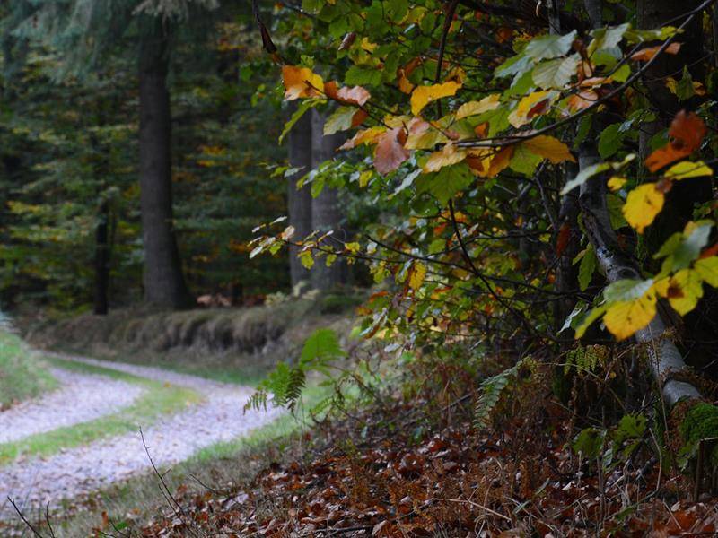 Randonnée : Circuit la Vôge des brasseurs XT n°14
