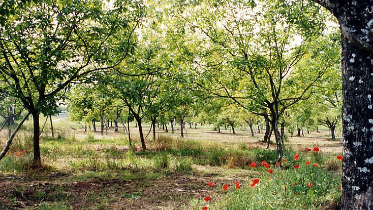 Randonnée : Autour de la noix à Nailhac