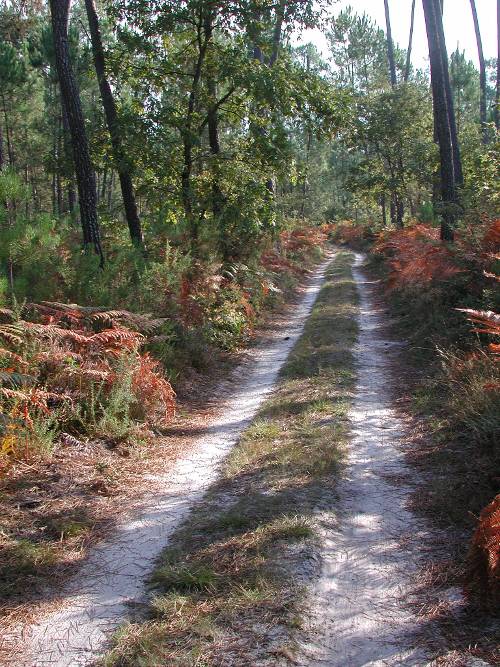 Randonnée : Campet, la seule forêt domaniale du département