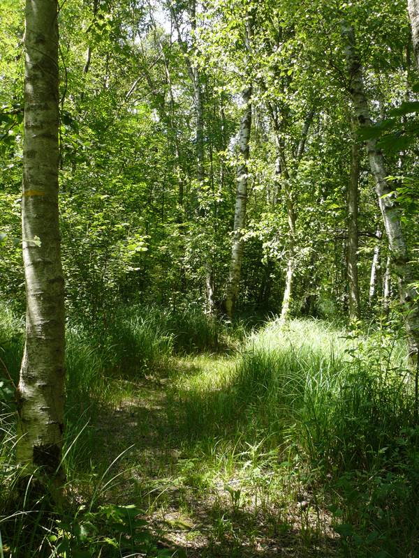 Illustration : Sentier des grands marais d'Auneau