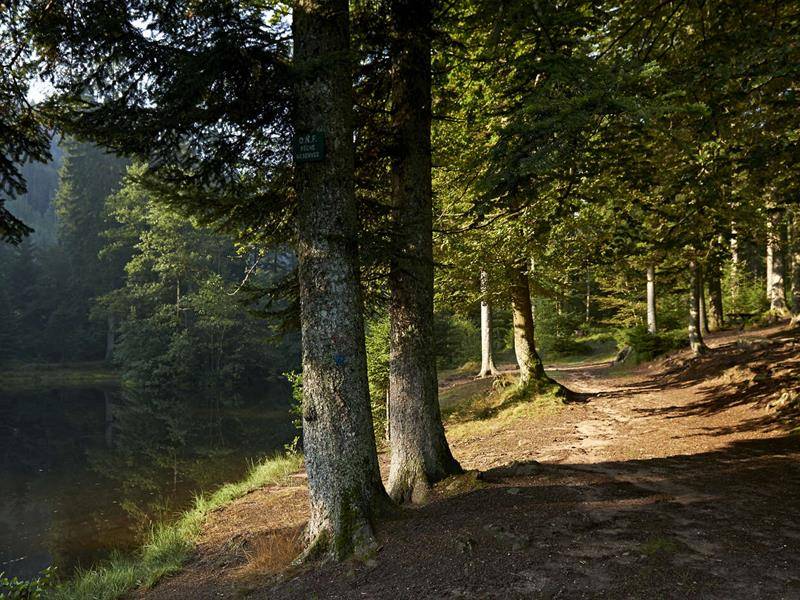 Randonnée : Circuit VTT B06 : De Urmatt à l'étang du Kasperlehep
