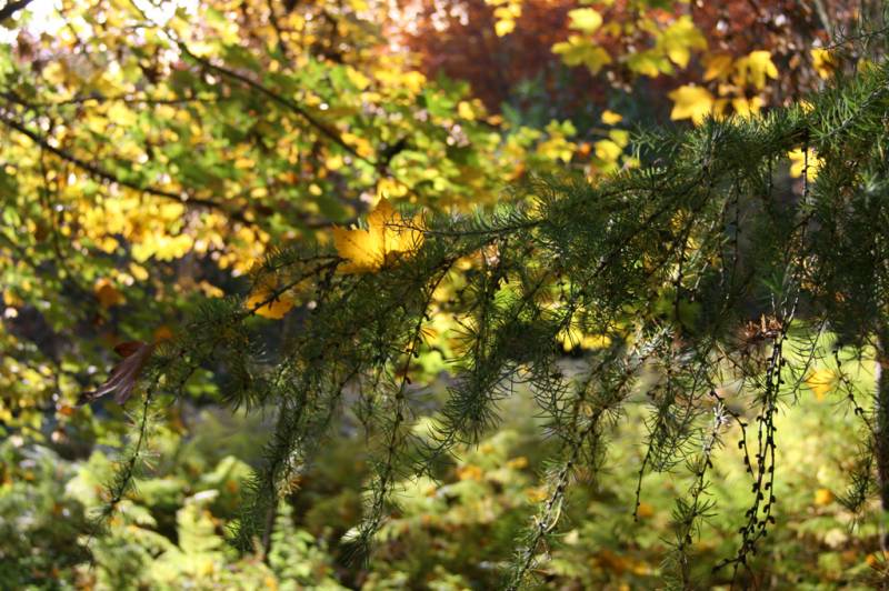 Randonnée : Circuit pédestre n°10 Le bois de la Fôt - rando bambin