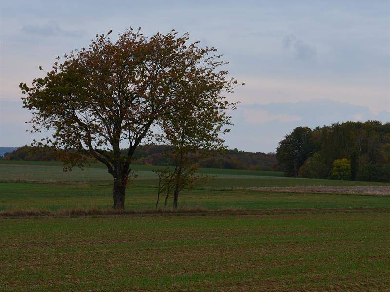 Randonnée : Circuit la queue du renard XT n°13