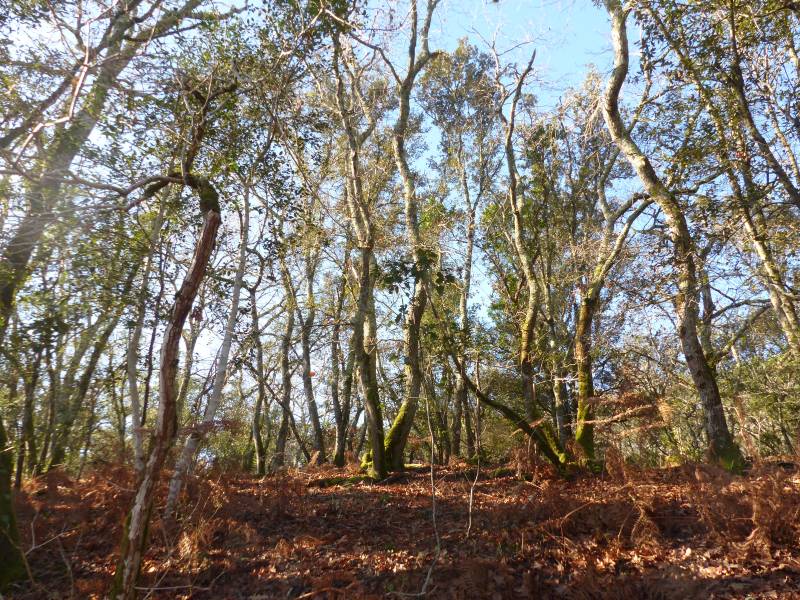 Randonnée : Le sentier des Chênes - Réserve Naturelle de Hourtin