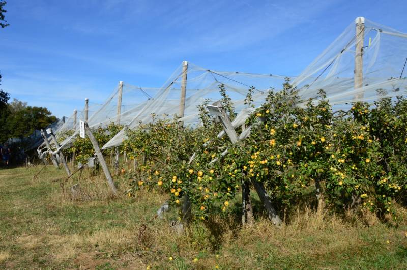 Randonnée : Circuit Pédestre N°60 CC : " Le circuit des pommes"