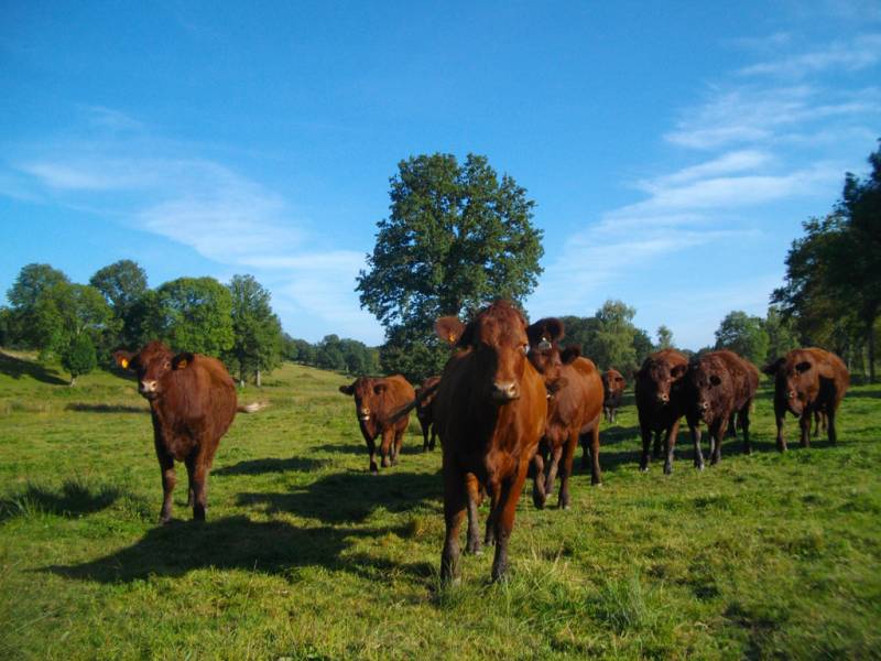 Randonnée : Au coeur du pays vert